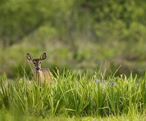 Images Dated 5th April 2011: Doe feeding on prairie iris, Grimes Ranch, Central Florida, wild