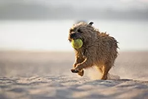 Dog retrieving tennis ball on beach along Lake Michigan, Chicago, Illinois