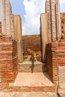 Images Dated 27th September 2005: Dog Sarnath, India