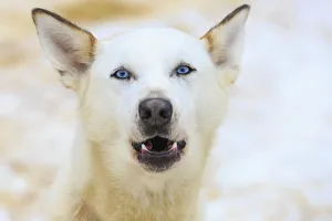 Fairbanks Prints: Dog sled dogs, near Fairbanks, Alaska