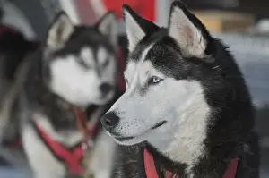 Images Dated 23rd January 2012: Dog sled races are a popular winter passion for many mushers in northern climates