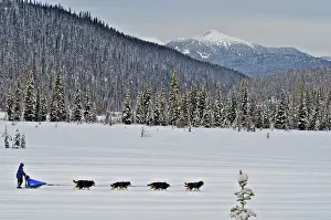 Images Dated 23rd January 2012: Dog sled races are a popular winter passion for many mushers in northern climates