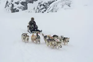 Snowing Prints: A dog sled during a snow storm. Ilulissat, Greenland. (Editorial Use Only)