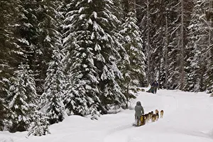 Whitefish Prints: Dog sledding at Dog Sled Adventures Montana in Olney, Montana, USA