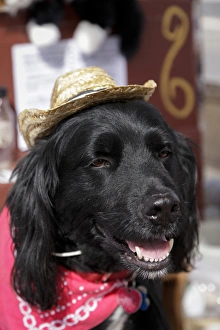 Small Town Prints: Dog in a small town parade. Truth or Consequences, New Mexico, USA