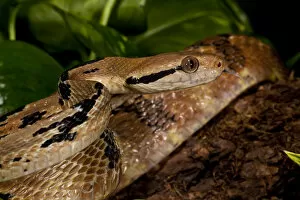 Images Dated 25th April 2007: Dog-tooth Cat Eyed Snake Boiga cynodon Native to Burma