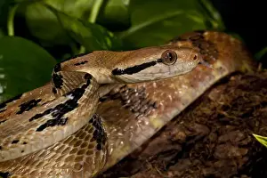 Dog-tooth Cat Eyed Snake Boiga cynodon Native to Burma