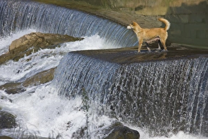 Fujian Prints: Dog on the waterfall, Pingnan, Fujian, China