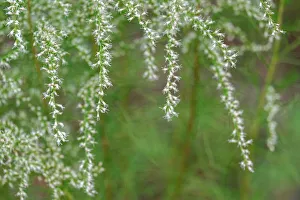 Feathery Prints: Dogfennel