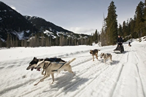 Dog Sledding Prints: Dogsledding in British Columbia