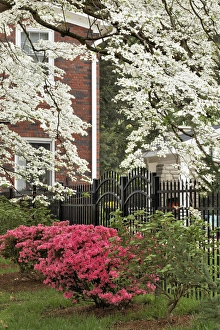 Images Dated 31st March 2012: Dogwood tree and azalea bush in full bloom, Audubon Park, Louisville, KY