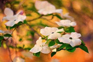 Cascade Mountain Prints: Dogwood tree bloom