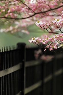 Images Dated 31st March 2012: Dogwood tree in full bloom, Audubon Park neighborhood, Louisville, Kentucky