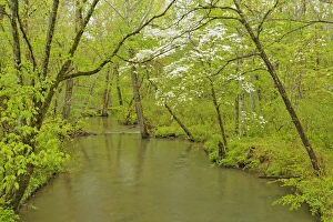 Dogwood tree in full bloom, Cades Cove, Great Smoky Mountains National Park, Tennessee