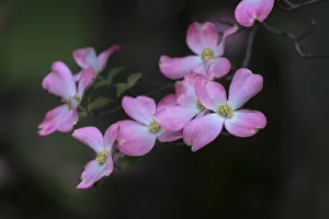 Horse Farm Prints: Dogwood trees in full bloom, Lexington. Kentucky