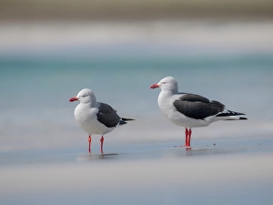 Larus Scoresbii Prints: Dolphin gull on the beach of Bleaker Island