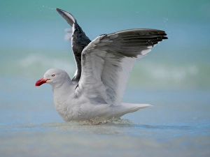 Larus Scoresbii Prints: Dolphin gull on the beach of Saunders Island, Falkland Islands
