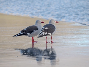 Larus Scoresbii Prints: Dolphin gull on the beach of Saunders Island, Falkland Islands