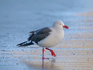 Larus Scoresbii Prints: Dolphin gull on the beach of Saunders Island