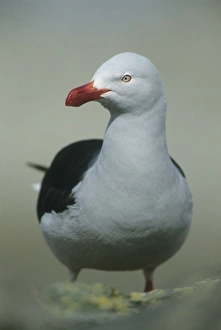 Larus Scoresbii Prints: Dolphin Gull, (Larus scoresbii), adult, Saunders Island, Falkland Islands