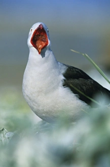 Relaxed Prints: Dolphin Gull, (Larus scoresbii), yawning, Sea Lion Island, Falkland Islands