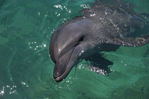 Curious Prints: Dolphin in the habour of Honiara, capital of the Salomon Islands, Pacific
