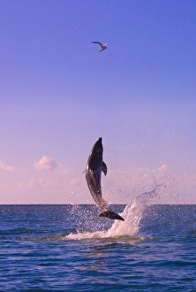 Breaching Prints: Dolphin leaping from sea, Roatan Island, Honduras