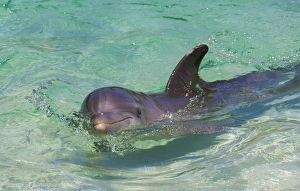 Images Dated 3rd December 2012: Dolphin in the ocean, Roatan Island, Honduras