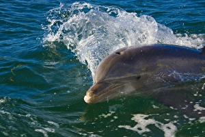 Dolphin in the ocean, Roatan Island, Honduras