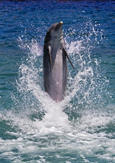 Standing Prints: Dolphin standing above water, Roatan Island, Honduras
