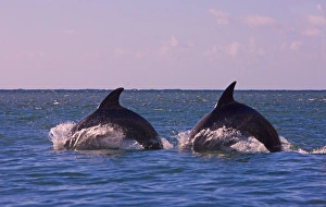 Breaching Prints: Dolphins leaping from sea, Roatan Island, Honduras