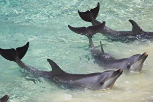 Amusement Park Prints: Dolphins, Sea World, Gold Coast, Queensland, Australia