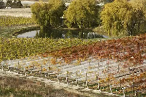 Images Dated 4th May 2007: Domain Road Vineyard in Autumn, Bannockburn, Central Otago, South Island, New Zealand