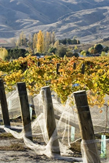 Central Otago Prints: Domain Road Vineyard in Autumn, Bannockburn, Central Otago, South Island, New Zealand
