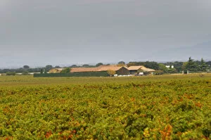 Images Dated 13th October 2005: The Domaine de Beaucastel and vineyards. Chateau de Beaucastel, Domaines Perrin