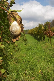 Images Dated 21st October 2005: Domaine Borie la Vitarele Causses et Veyran St Chinian. Languedoc. A snail hanging on a vine leaf