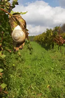 Images Dated 21st October 2005: Domaine Borie la Vitarele Causses et Veyran St Chinian
