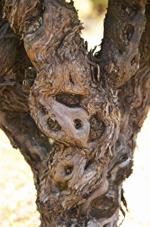 Domaine d Aupilhac. Montpeyroux. Languedoc. Vines trained in Gobelet pruning