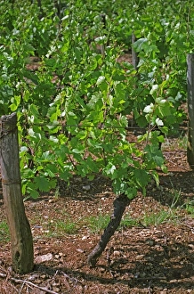 Agrarian Prints: Domaine des Terres Dorees, Beaujolais, a chardonnay vine