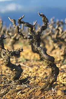 Images Dated 9th December 2006: Domaine Jean Baptiste Senat. In Trausse. Minervois. Languedoc. Vines trained in Gobelet pruning