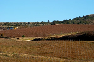 Images Dated 11th December 2006: Domaine Jean Louis Denois. Limoux. Languedoc. France. Europe. Vineyard
