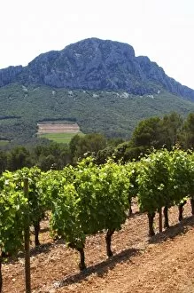 Images Dated 15th June 2006: Domaine de l Hortus. The Pic St Loup mountain top peak. Pic St Loup. Languedoc