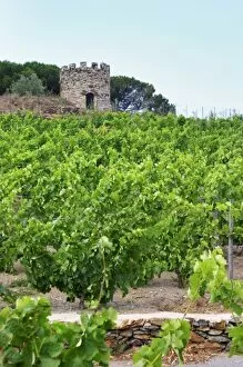 Domaine la Tour Vieille. Collioure. Roussillon. Vine leaves. The vineyard. France