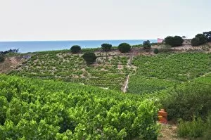 Images Dated 25th June 2006: Domaine la Tour Vieille. Collioure. Roussillon. The vineyard. France. Europe. Vineyard