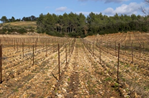 Trim Prints: Domaine de Montcalmes in Puechabon