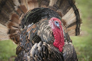 Domestic bronze gobbler, Florida barnyard
