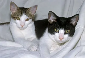 Kitten Prints: Domestic Cats Playing