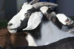 Images Dated 18th April 2008: Domestic goat side shot, black white