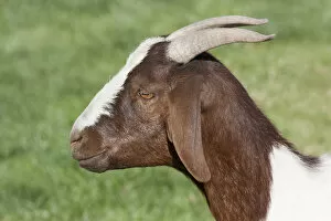 Images Dated 18th April 2008: Domestic goat, side shot, brown, white