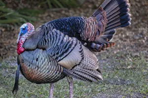 Fowl Prints: Domestic male turkey